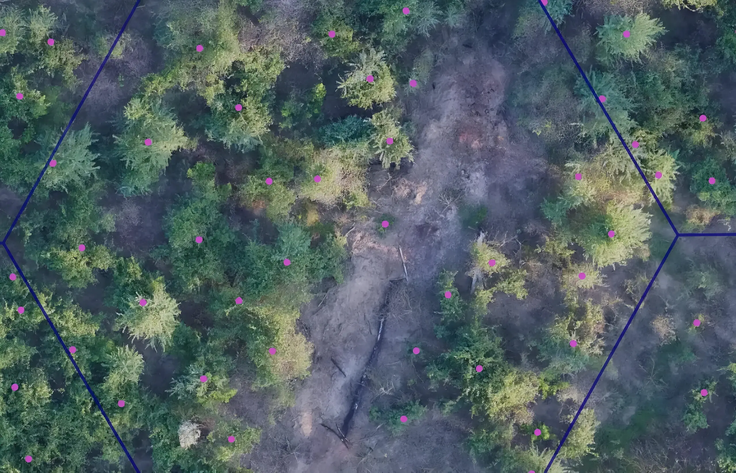 Green trees in a forest marked with purple dots, each enclosed within a hexagonal frame